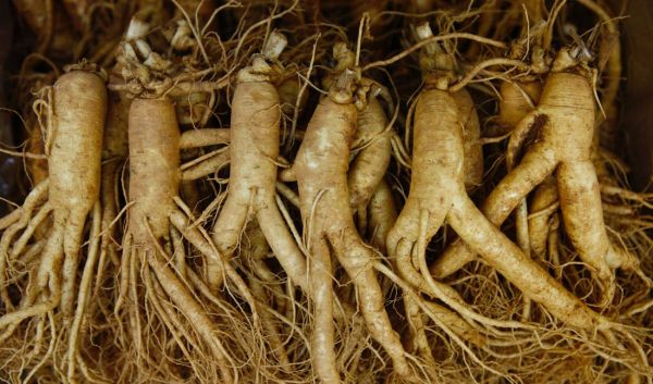 人参会跑是真的吗？