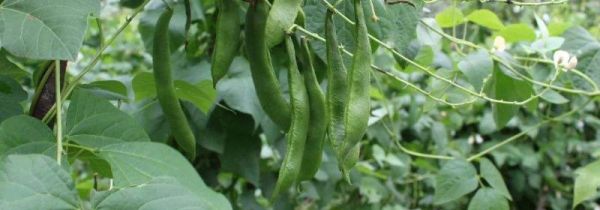 芸豆怎么储存到冬天吃