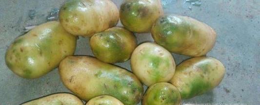 土豆放的时间长了发绿了,能吃吗?