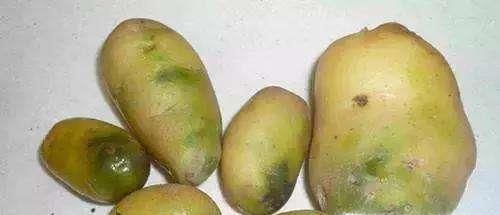 土豆放的时间长了发绿了,能吃吗?