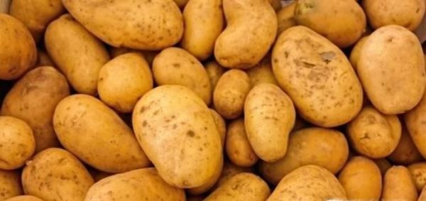 土豆放的时间长了发绿了，能吃吗？