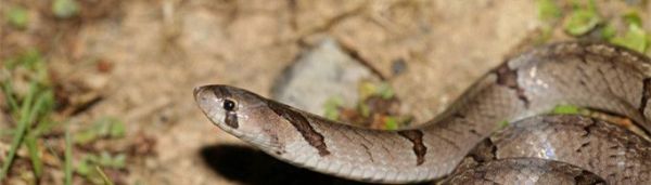 蛇为什么怕雄黄？