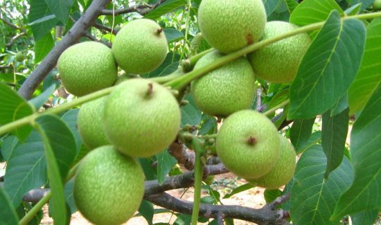 核桃果肉能吃吗