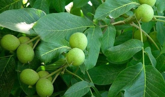 核桃果肉能吃吗