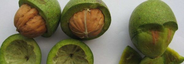 核桃果肉能吃吗