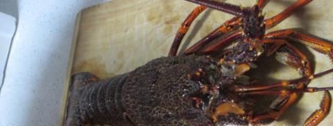 如何轻松处理生猛大龙虾