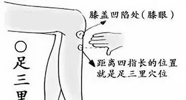 足三里穴位位置图和作用