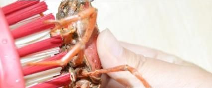 如何清洗干净小龙虾？