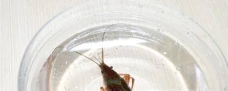 如何清洗干净小龙虾？