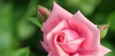 玫瑰花花语是什么