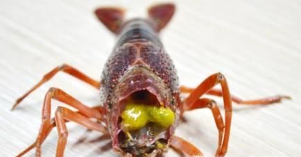 如何清洗干净小龙虾？