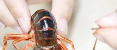 如何清洗干净小龙虾？