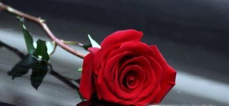 玫瑰花花语是什么