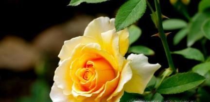 玫瑰花花语是什么