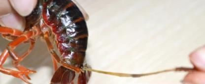 如何清洗干净小龙虾？