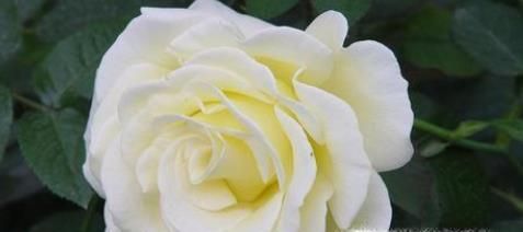 玫瑰花花语是什么