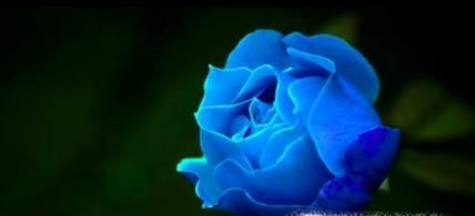 玫瑰花花语是什么