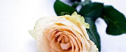 玫瑰花花语是什么