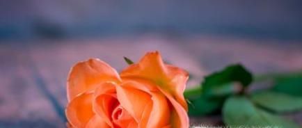 玫瑰花花语是什么