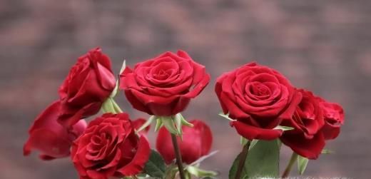 不同颜色的玫瑰代表什么含义呢