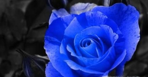 不同颜色的玫瑰代表什么含义呢