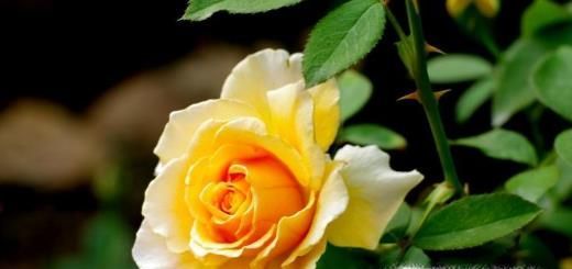 不同颜色的玫瑰代表什么含义呢