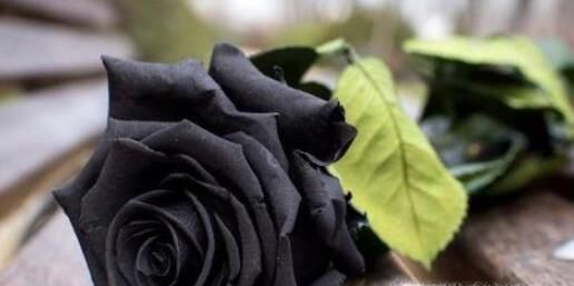 不同颜色的玫瑰代表什么含义呢