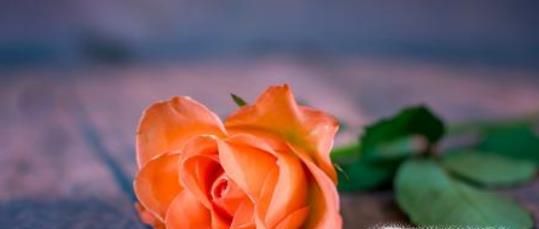 不同颜色的玫瑰代表什么含义呢