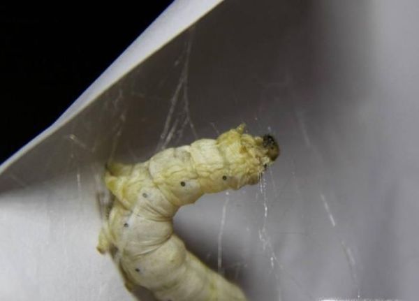 蚕宝宝吐丝结茧的征兆、过程及注意事项