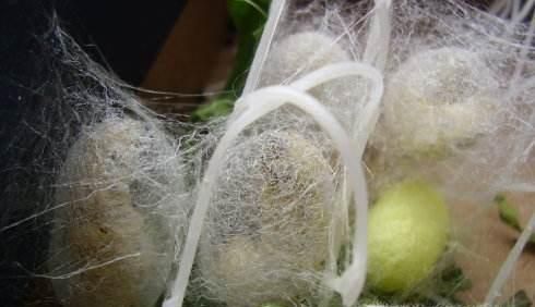 蚕宝宝吐丝结茧的征兆、过程及注意事项