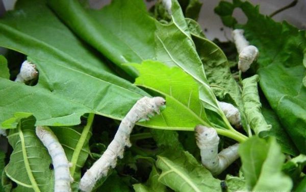 蚕宝宝吐丝结茧的征兆、过程及注意事项