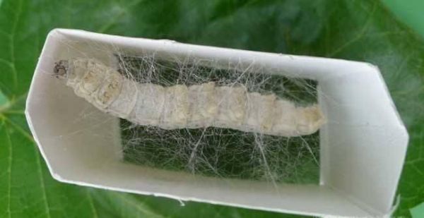 蚕宝宝吐丝结茧的征兆、过程及注意事项
