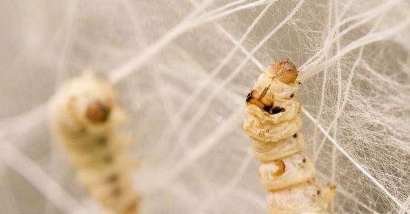 蚕宝宝吐丝结茧的征兆、过程及注意事项