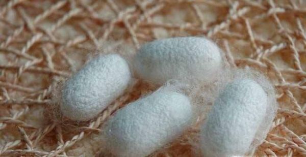 蚕宝宝吐丝结茧的征兆、过程及注意事项