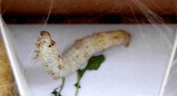 蚕宝宝吐丝结茧的征兆、过程及注意事项