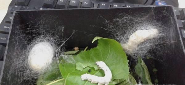 蚕宝宝吐丝结茧的征兆、过程及注意事项