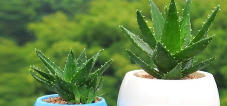 10种适合室内种植的喜阴植物，给家里养两盆吧！