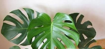 10种适合室内种植的喜阴植物，给家里养两盆吧！