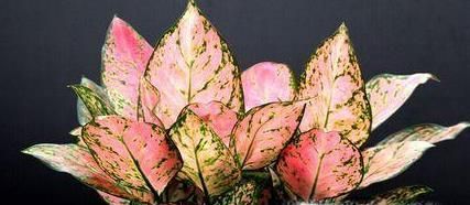 10种适合室内种植的喜阴植物，给家里养两盆吧！