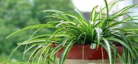 10种适合室内种植的喜阴植物，给家里养两盆吧！