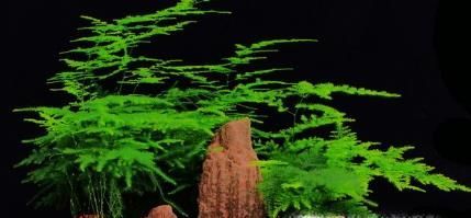 10种适合室内种植的喜阴植物，给家里养两盆吧！