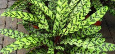 10种适合室内种植的喜阴植物，给家里养两盆吧！