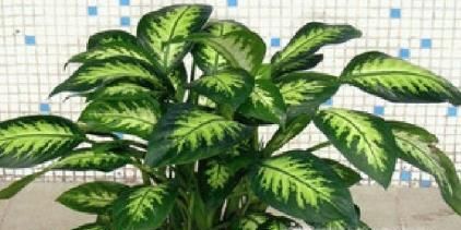 10种适合室内种植的喜阴植物，给家里养两盆吧！