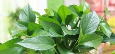 10种适合室内种植的喜阴植物，给家里养两盆吧！
