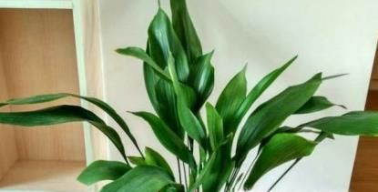 10种适合室内种植的喜阴植物，给家里养两盆吧！