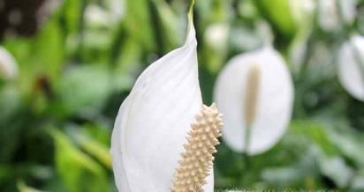 10种适合室内种植的喜阴植物，给家里养两盆吧！