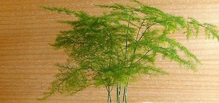 在家里养什么花好