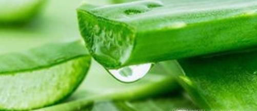 在家里养什么花好