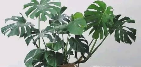 在家里养什么花好