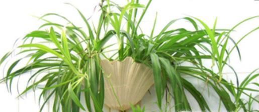 在家里养什么花好